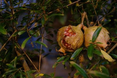 Close-up of fruit growing on tree