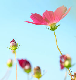 Close-up of pink cosmos blooming outdoors