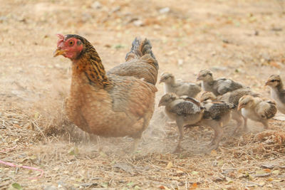 Close-up of bird on field