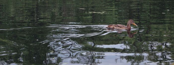 Duck swimming in a lake