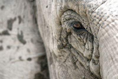 Close-up portrait of elephant