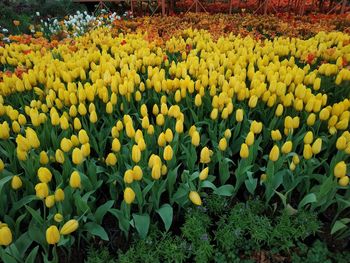 Close-up of yellow flowering plants on field