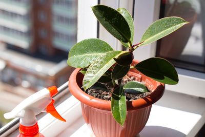 Close-up of potted plant on window sill