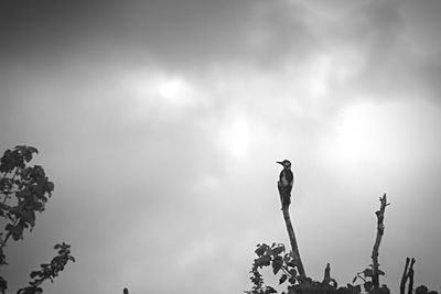 Low angle view of silhouette bird perching on tree