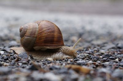 Close-up of snail outdoors