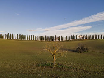 Wooden fence on field against sky