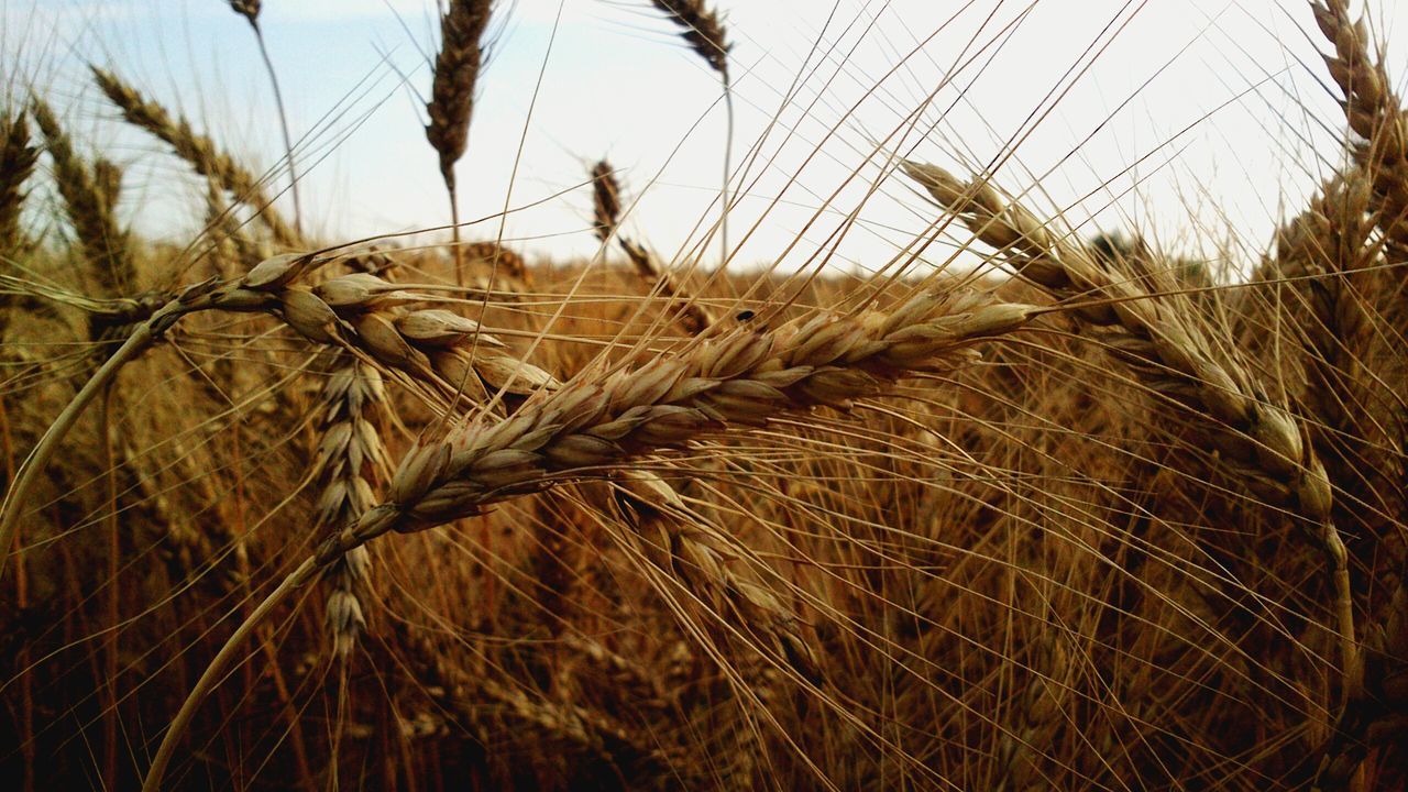 WHEAT FIELD