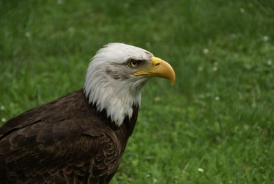Close-up of eagle on grass