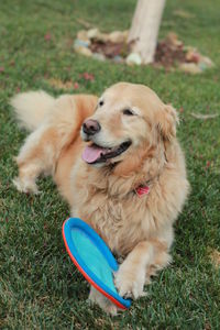 High angle view of golden retriever relaxing with toy on grassy field