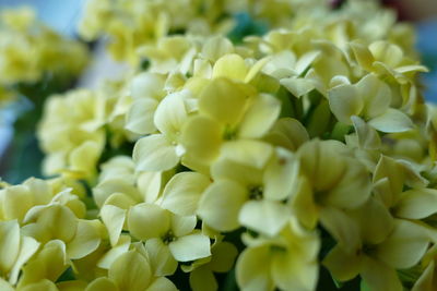 Close-up of white flowering plants