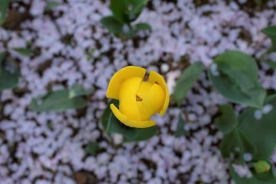 Close-up of yellow flowering plant