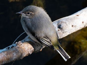 Close-up of bird perching on branch