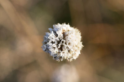 Close-up of white flowering plant