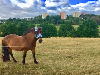 Horses in a field