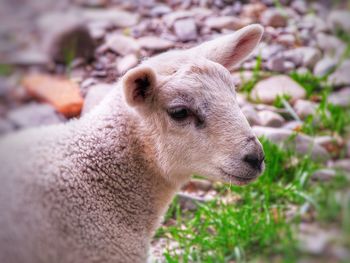 Close-up of a spring lamb on field in the uk