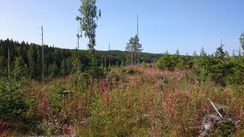 Scenic view of forest against clear sky