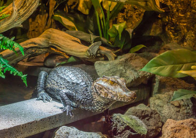 Close-up of lizard on rock