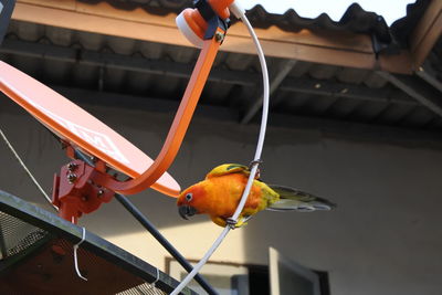 Close-up of orange bird perching on bicycle