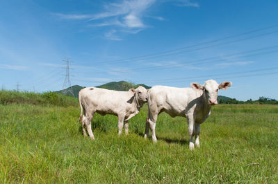 White cows standing on grassy field against blue sky