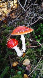 Close-up of fly agaric mushroom