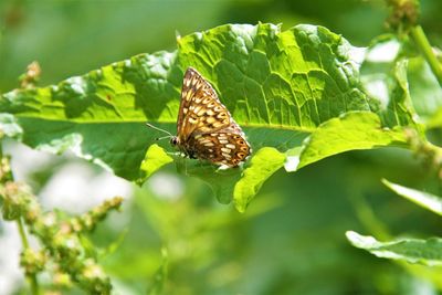 Close-up of butterfly on leaves