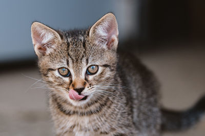 Close-up portrait of tabby cat