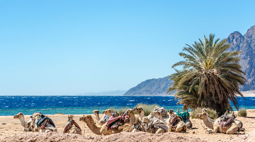 Camels relaxing beach against clear sky