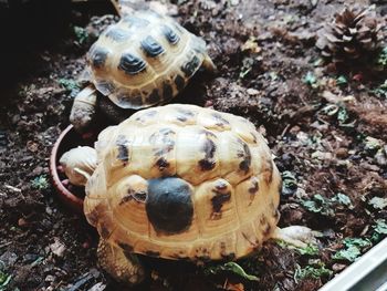 Close-up of a turtle