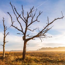 Bare tree on field against sky