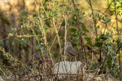 View of bird perching on branch