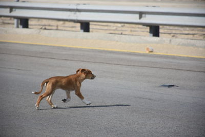 Dog on road in city