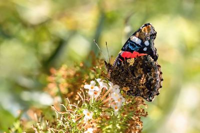 Close-up of butterfly pollinating on flower