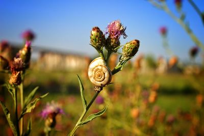 Close-up of flowering plant on field