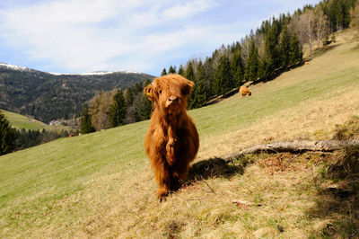 Scottish highland cattle grazing on a pasture in the summer