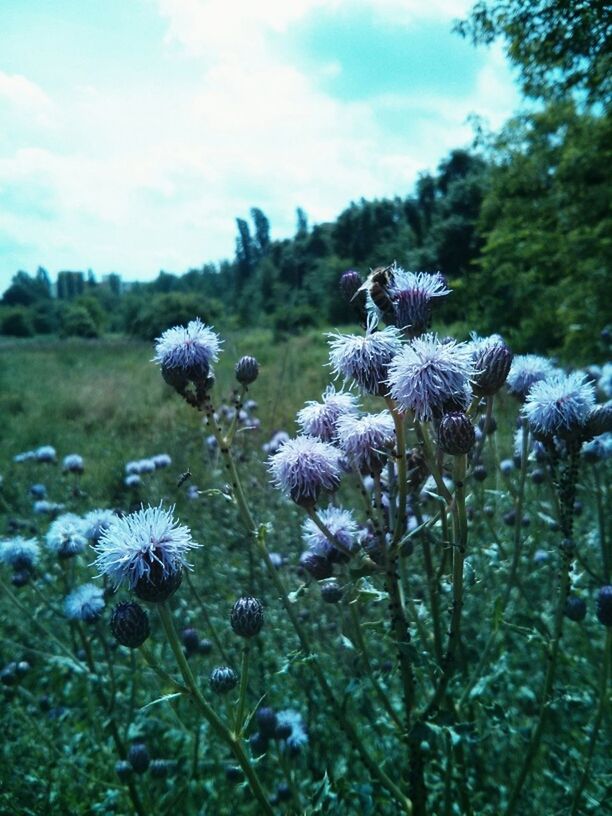 CLOSE-UP OF PURPLE FLOWERS BLOOMING ON FIELD