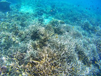 View of coral in sea