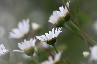 Close-up of white daisy plant