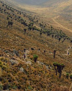 Scenic valley against a mountain background, mount kenya national park, kenya