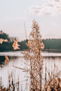 Close-up of dry plant against lake