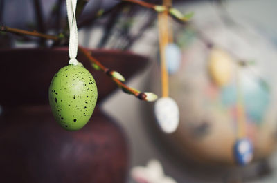 Close-up of fruits hanging on tree