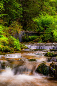 Scenic view of stream flowing in forest