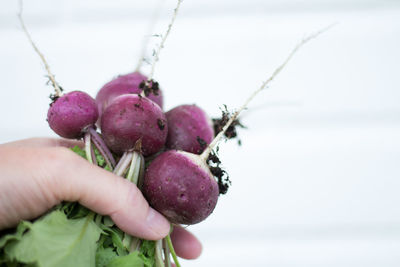 Close-up of hand holding berries