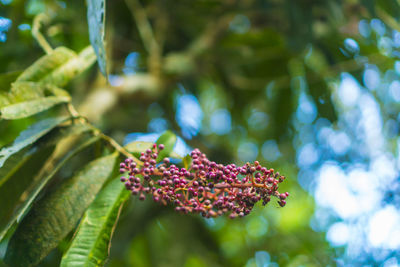 Low angle view of purple flowering plant