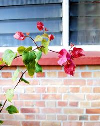 Close-up of bougainvillea against house