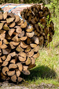 Stack of logs