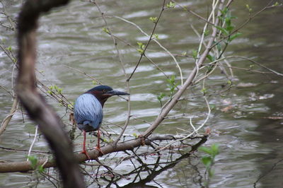 Bird perching on a tree