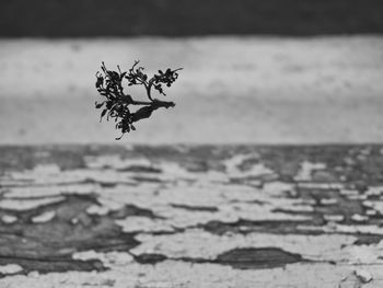 Close-up of falling dry plant on footpath