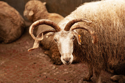 Four-horned sheep. curly horns. matted wool.