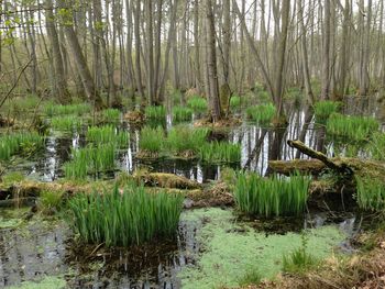 Stream in forest