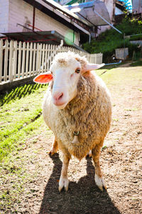 Portrait of sheep standing on field